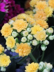 TINY YELLOW VELVET PLANTS