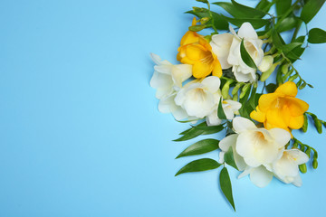 Beautiful freesia bouquet on color background