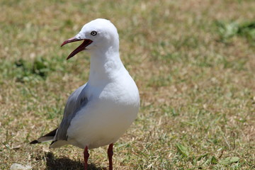 Seagull