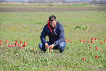 A man in a jacket on a field of tulips. Glade with tulips