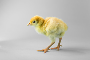 Wielkanocny kurczak indyka na turkusowym i szarym tle 