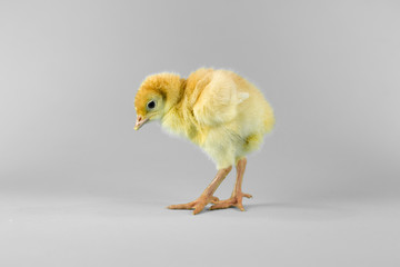 Wielkanocny kurczak indyka na turkusowym i szarym tle 