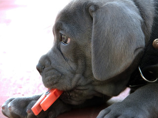 Perro. Cachorro Cane Corso gris plomo.