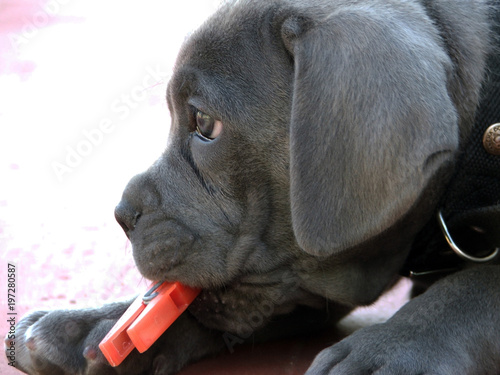 Perro Cachorro Cane Corso Gris Plomo Stock Photo And Royalty Free