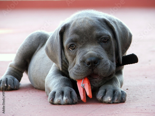 Perro Cachorro Cane Corso Gris Plomo Stock Photo And Royalty Free