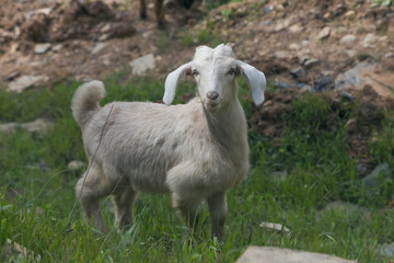 Obraz premium Goat