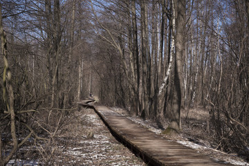 drewniany pomost w lesie © robdomel