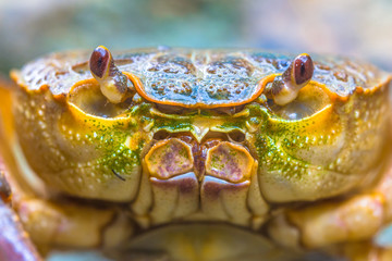 headshot European freshwater crab - obrazy, fototapety, plakaty