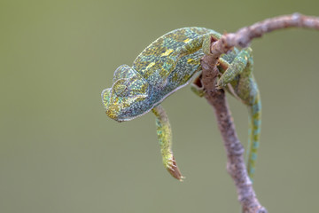 African chameleon climbing on branch © creativenature.nl