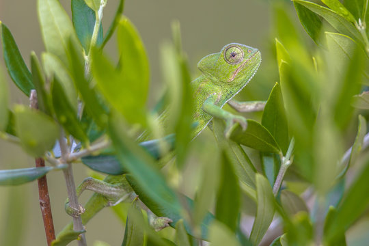 African chameleon climbing in tree habitat