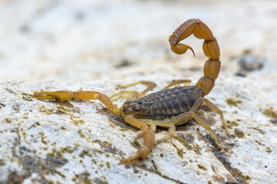 Common Yellow Scorpion