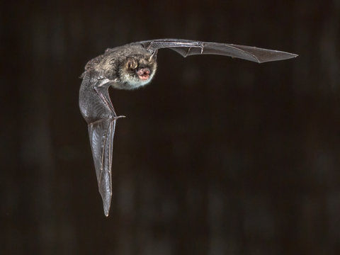 Flying natterers bat on grey background
