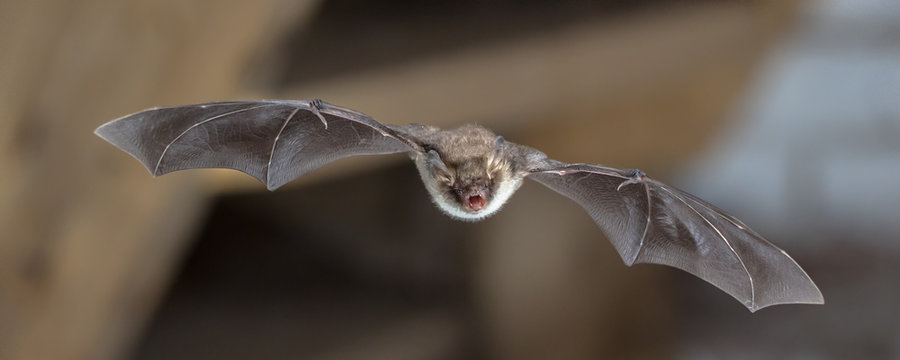 Natterers bat in flight on attic