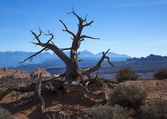 Lone tree in Arches National Park, Utah