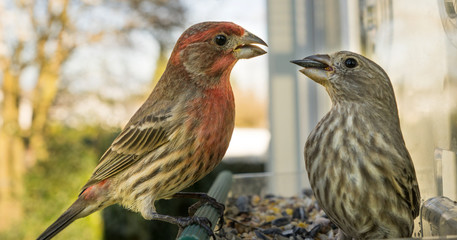 Male House Finch Perched at Bird Feeder Courting Female Animal