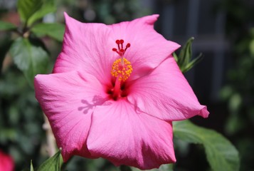 PINK HIBISCUS BLOOM