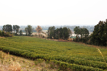 Beautiful Scenery of Jeju Island / Scenery Picture of Jeju Island, Korea