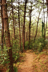 Beautiful Scenery of Jeju Island / Scenery Picture of Jeju Island, Korea