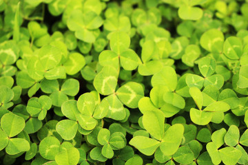 Beautiful Scenery of Jeju Island / Scenery Picture of Jeju Island, Korea