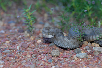 Crotalus pricei