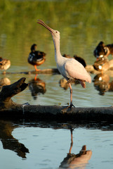 Roseate spoonbill