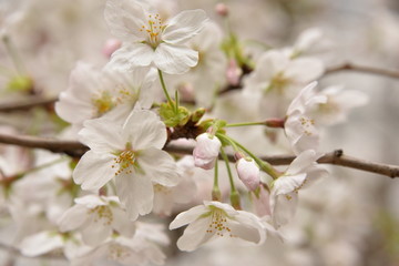 Cherry blossom