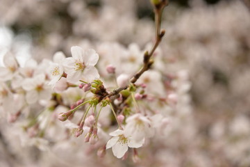 Cherry blossom