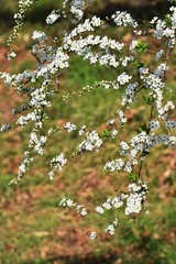 Thunberg spirea