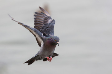 Domestic pigeon, Columba livia domestica, Columbidae,  open wings high and landing on isolated background