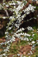 Thunberg spirea