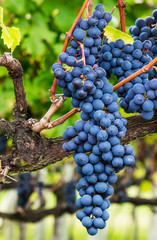 Uvas no parreiral © JCLobo