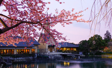Night scene of cherry blossom