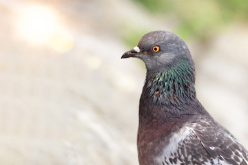 Domestic pigeon, Columba livia domestica, Columbidae,  posing for a portrait on sunny background
