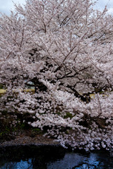 Sakura Blossom in Shinjuku, Tokyo Japão