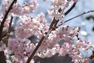 Cherry blossoms in full bloom