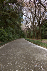 Sakura Blossom in Shinjuku, Tokyo Japão