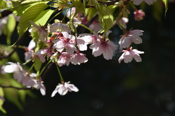 Cherry blossoms in full bloom