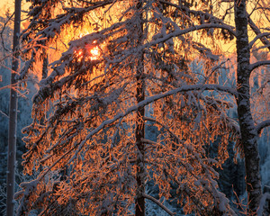 Last sunlight in frosty tree branches at winter evening