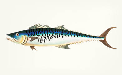 Hand drawn of Mottled Mackerel