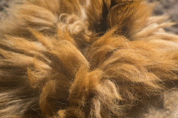 Lion Mane Texture © kellyvandellen