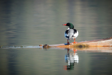 Male common merganser on a log.