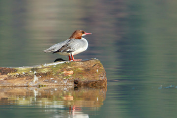 Female common merganser on a log in the lake.