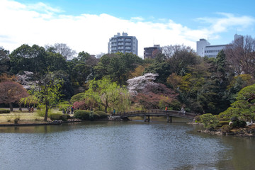Fototapeta na wymiar Sakura Blossom in Shinjuku, Tokyo Japão