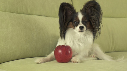 Beautiful young male dog Papillon with red apple on the couch