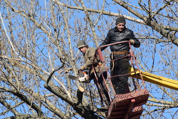 Pruning trees using a lift-arm. Chainsaw Cutting unnecessary branches of the tree. Putting in order of parks and gardens.