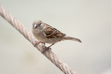 House sparrow, female, passer domesticus, passeridae, sitting on the wire against isolated background