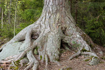 Big pine tree trunk roots at forest