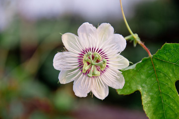 The passion fruit Inflorescence berry gives a delicious result.