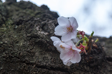 Sakura Blossom in Shinjuku, Tokyo Japão