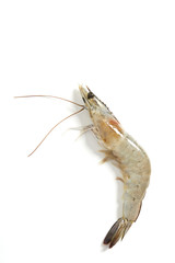 Fresh raw seafood shrimp